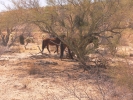 PICTURES/Asarco Mine & Helvetia Ruins/t_Mustangs1.JPG